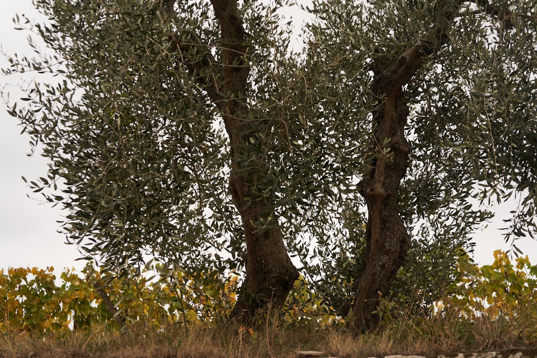 Zeytin Türlerine Göre Soğuk Sıkım Üretim Rehberi - olive orchard