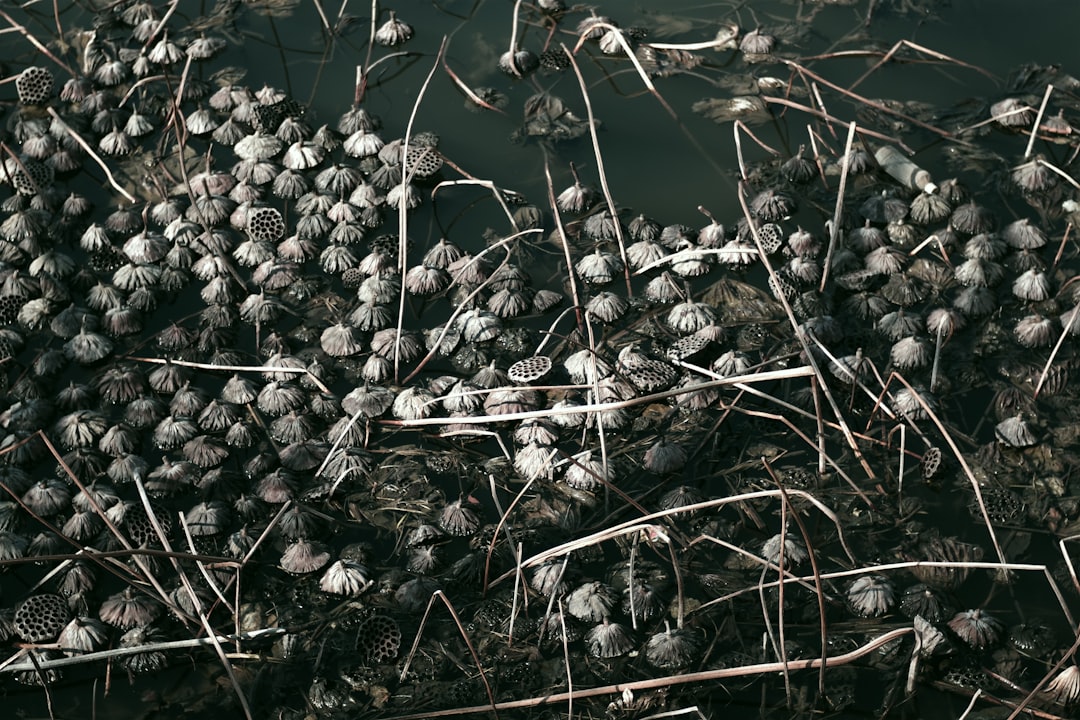 Zeytin Turu Çeşitleri ve Kullanım Alanları - zeytin tarlası