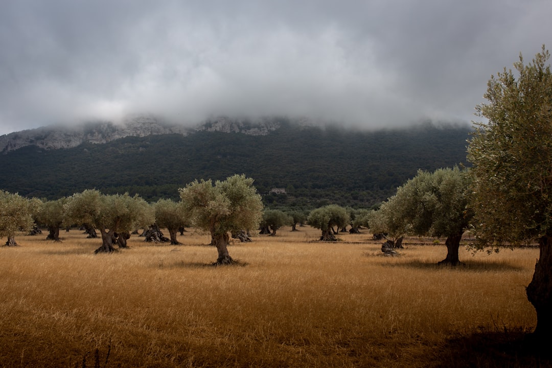 Zeytinle Süzülen Yıpranmış Gelenekler - olive grove