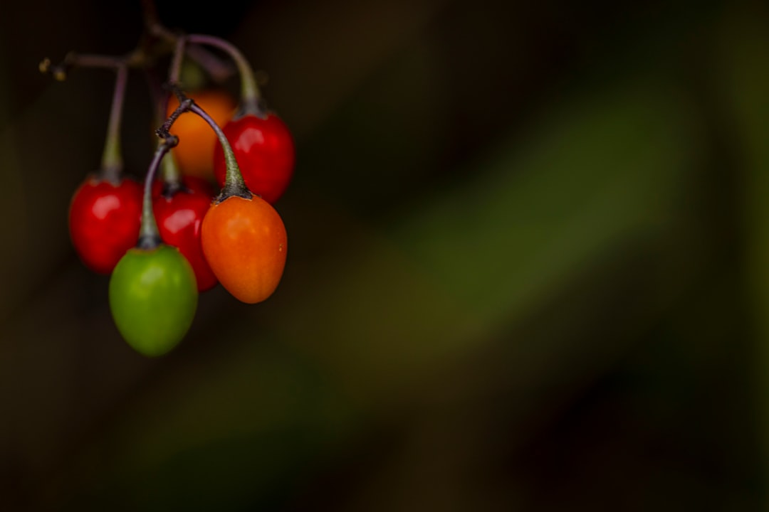 Zeytinyağı Farkındalık Seti Bölgesel Yağların İncileri - zeytinyağı tadımı
