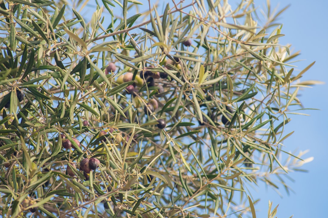Zeytinyağı Keşif Yolculuğu Bölgesel Lezzet Setleri - olive orchard