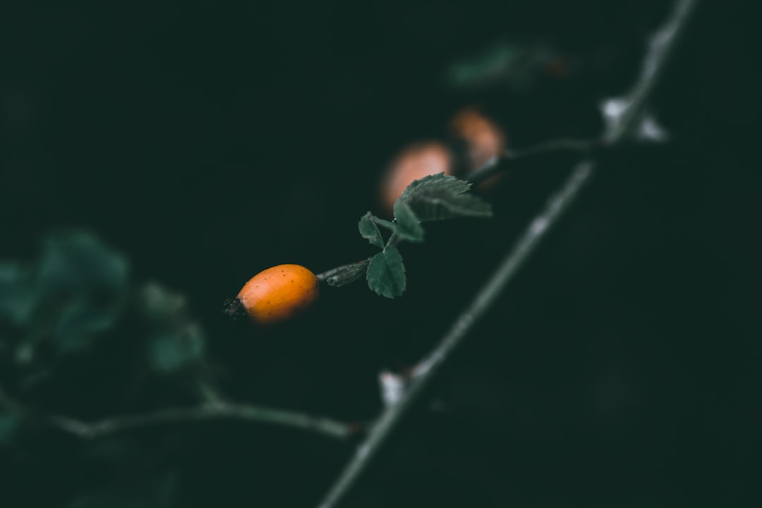 Zeytinyağı Tadım Rehberi - zeytinyağı seti