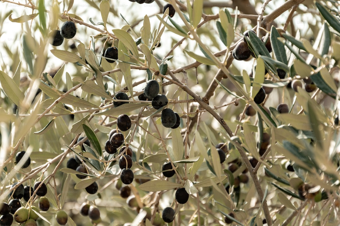 Zeytinyağı Tadımında En İyi Lezzet Seçimleri - olive grove