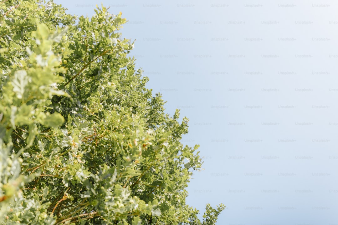 Zeytinyağının Antiinflamatör Özellikleri Üzerine Bilimsel Araştırmalar - olive tree