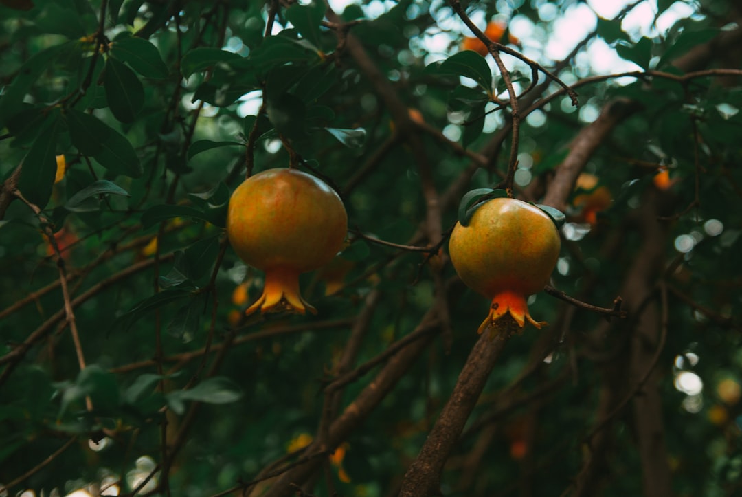 Zeytinyağının Antioksidan Etkileri ve Kullanım Yöntemleri - Gemlik zeytinyağı üretimi