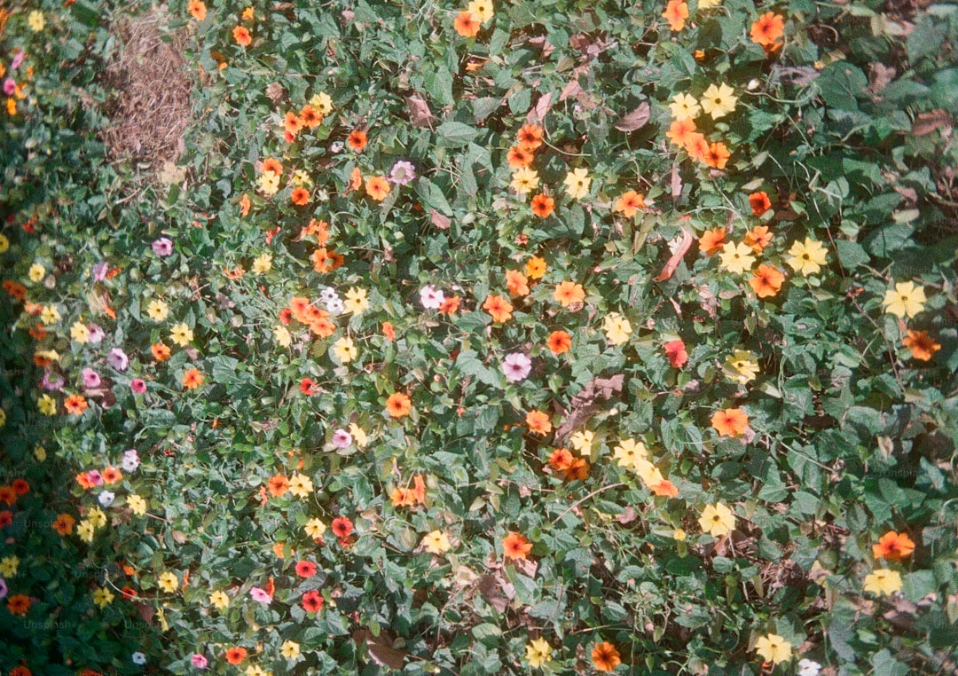 Zeytinyağlı Ürünlerde Özgün Tatları Keşfetmek - zeytin bahçesi