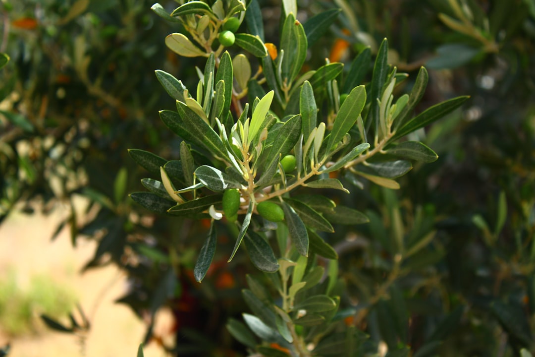Zeytinyağlı Ürünlerin Raf Ömrünü Uzatan İpuçları - olive jar